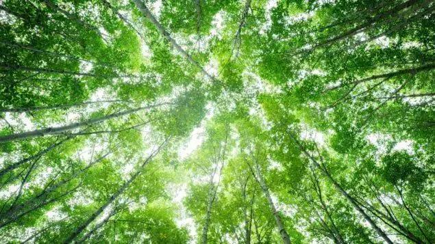 Mombak capta US$ 30 milhões para expandir operação de créditos de carbono na Amazônia