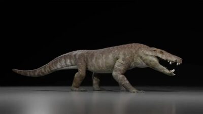 Predador ancestral de crocodilo vivia na América do Sul junto com dinossauros
