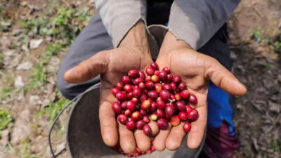 Exportações de Minas Gerais para os EUA caem mais de 50% após aumento de tarifas