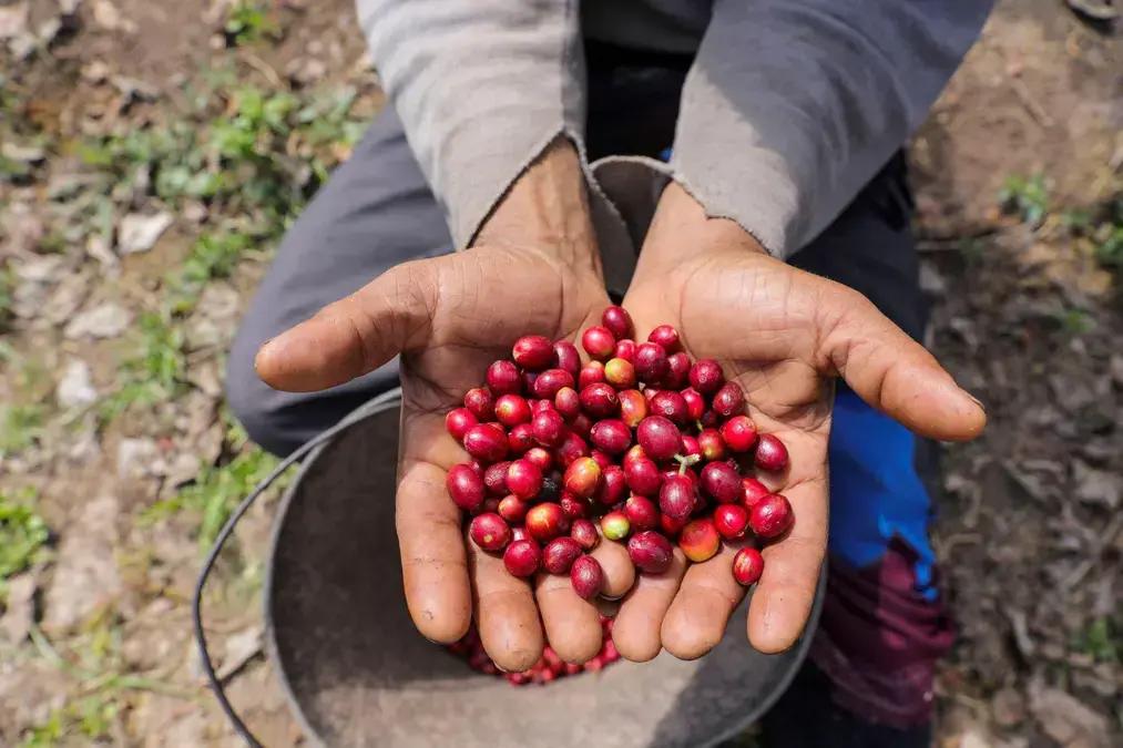 Exportações de Minas Gerais para os EUA caem mais de 50% após aumento de tarifas