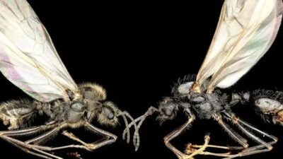 Filhotes de formigas de duas espécies diferentes nascem da mesma mãe