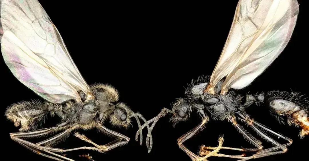 Filhotes de formigas de duas espécies diferentes nascem da mesma mãe