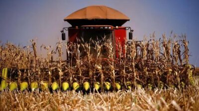 Produção agrícola brasileira registra queda de 3,9% em 2024, aponta IBGE