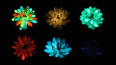 Suculentas brilhantes: tecnologia que ilumina ambientes com plantas modificadas