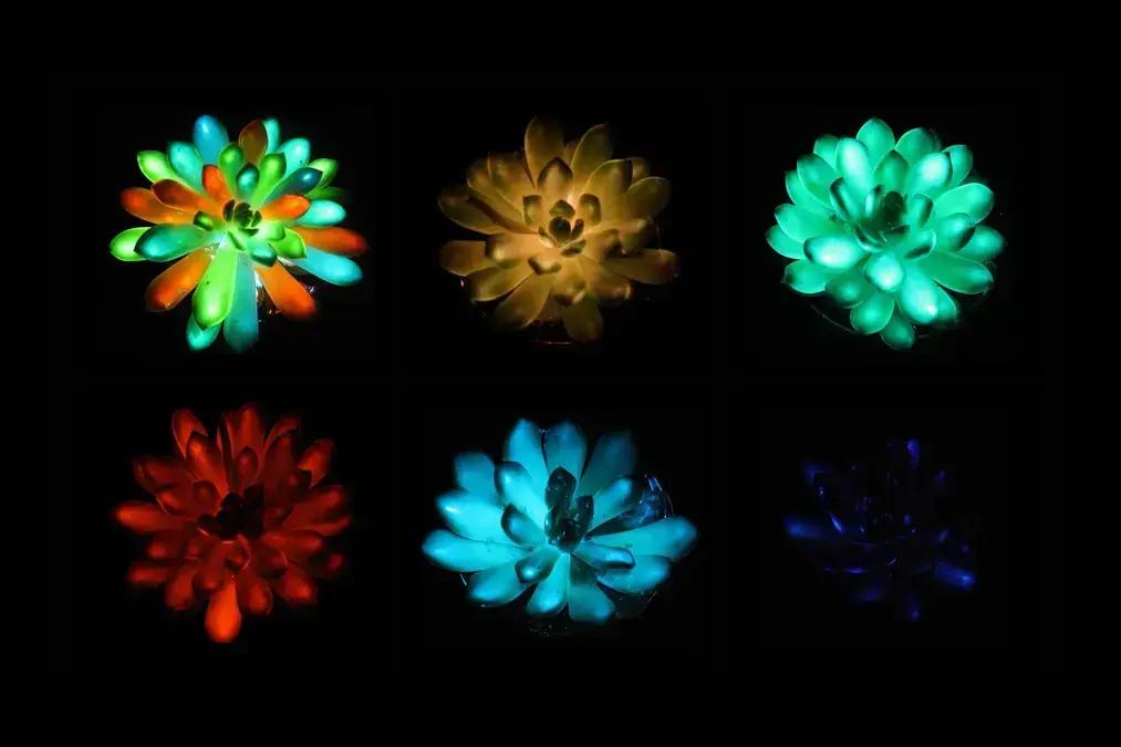 Suculentas brilhantes: tecnologia que ilumina ambientes com plantas modificadas