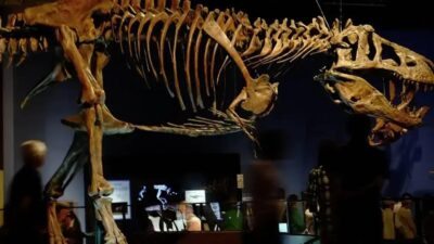 Descoberta de vasos sanguíneos preservados em fóssil do maior T. rex do mundo