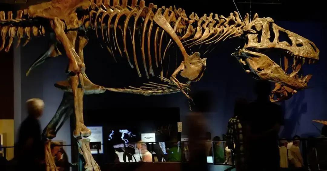 Descoberta de vasos sanguíneos preservados em fóssil do maior T. rex do mundo