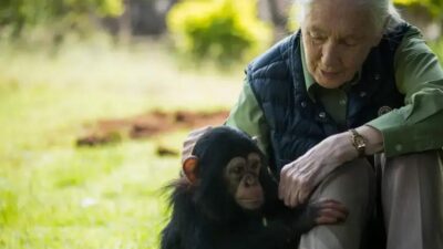 Jane Goodall: legado inspirador na ciência e conservação