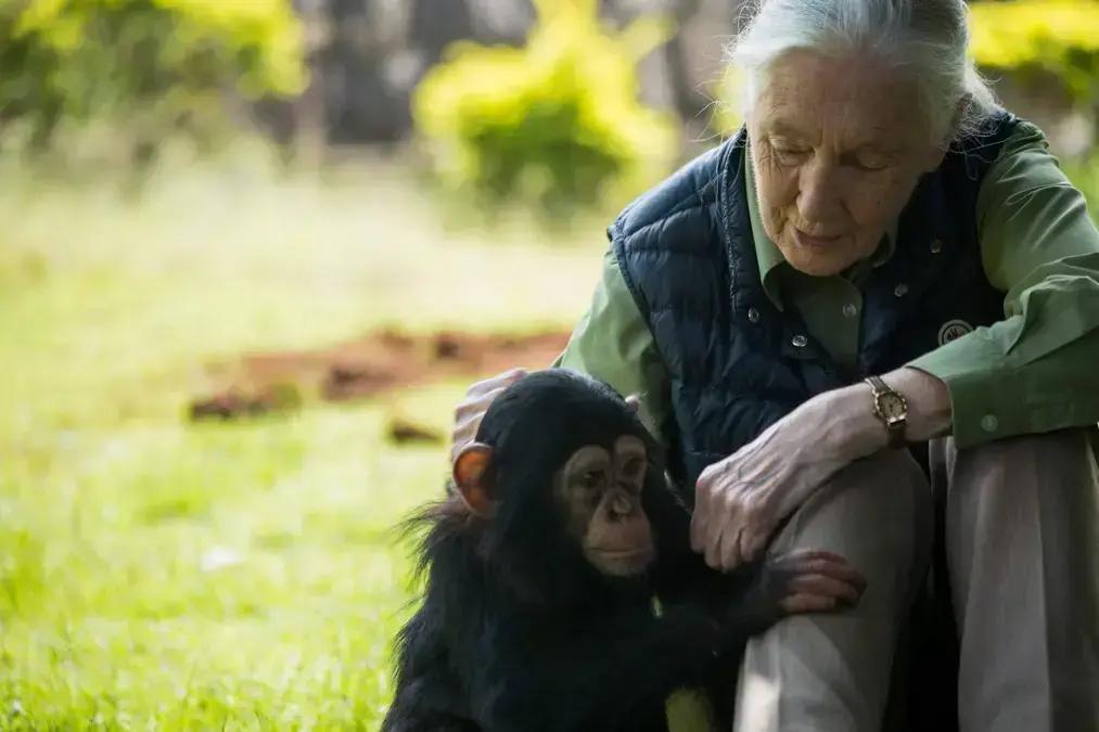 Jane Goodall: legado inspirador na ciência e conservação