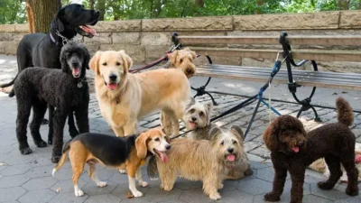DNA pode ajudar a prever personalidade dos cães, diz nova pesquisa