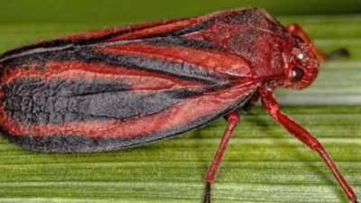 Nova espécie de inseto resistente a pesticidas ameaça lavouras de cana no Brasil