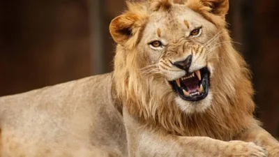 Cientistas identificam novo rugido de leão na África