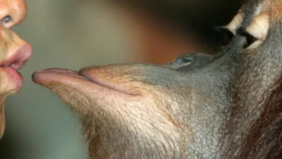 Primeiro beijo surgiu há até 21 milhões de anos, apontam cientistas