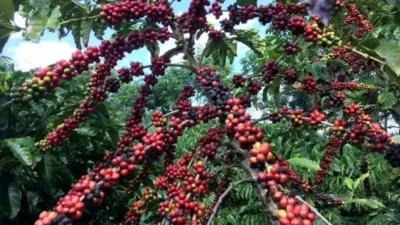 EUA retiram tarifa de 40% e beneficiam 249 produtos agropecuários brasileiros