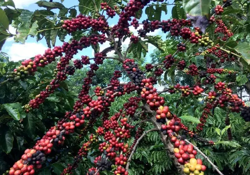 EUA retiram tarifa de 40% e beneficiam 249 produtos agropecuários brasileiros