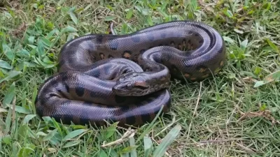 Fósseis indicam que anacondas gigantes viviam na América do Sul há 12 milhões de anos