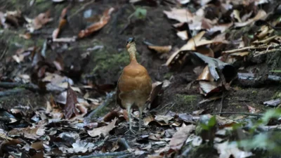 Nova espécie de ave descoberta na Amazônia lembra o dodô, extinto no século 17