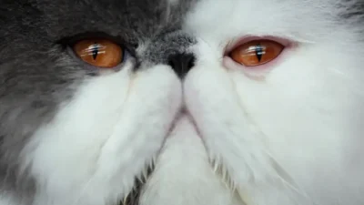 Medicamentos para gatos podem ajudar no controle do peso e diabetes